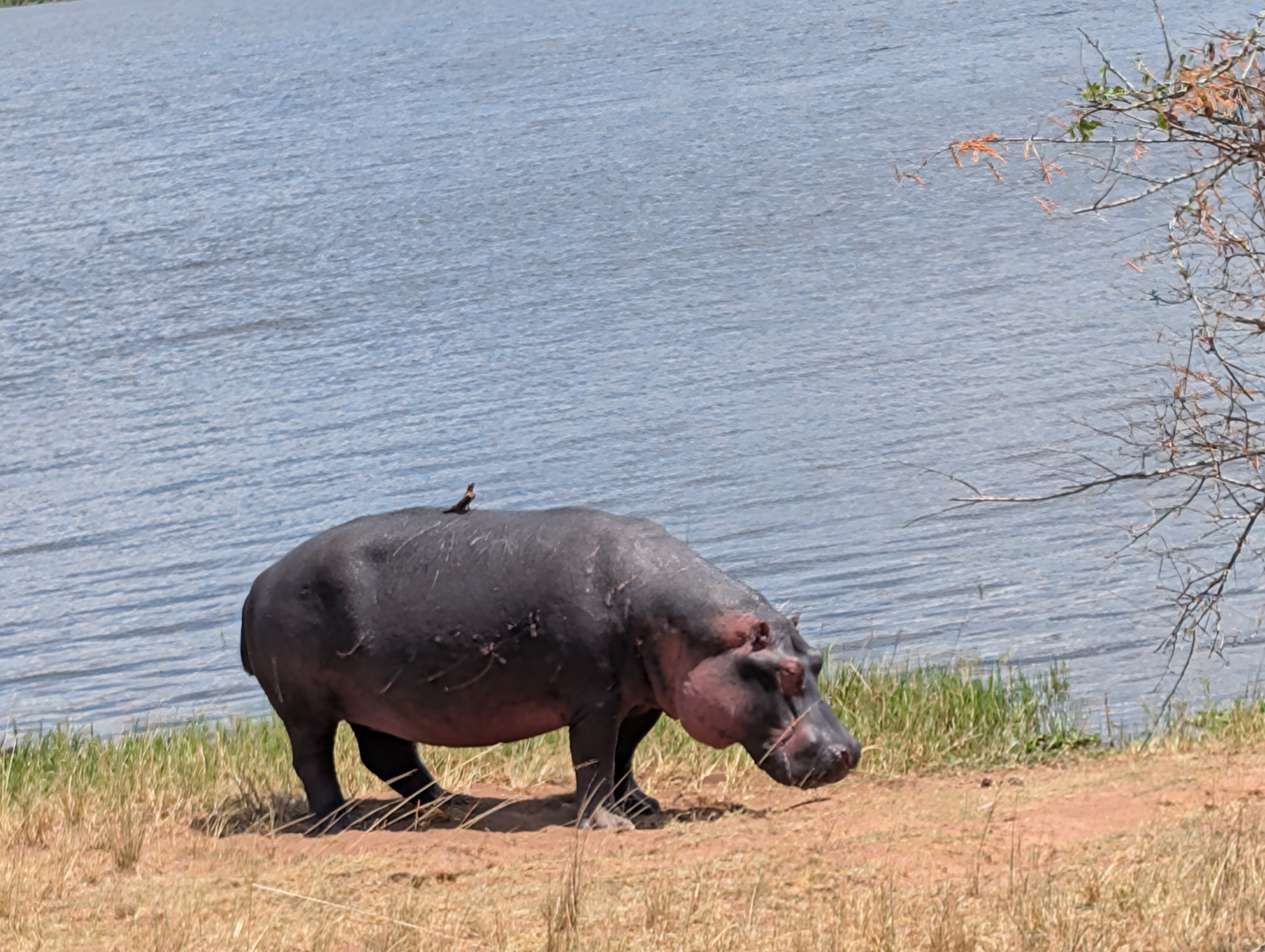 4x4 car rental Kigali to Nyungwe National Park Rwanda